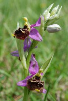 /album/galerie-de-photos-orchidees/ophris-becasse-2009-05-12-jpg1/